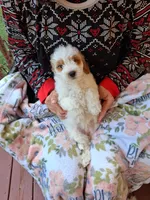 Aaron , a male Miniature Goldendoodle for sale in Hickory, NC – 1 of 4