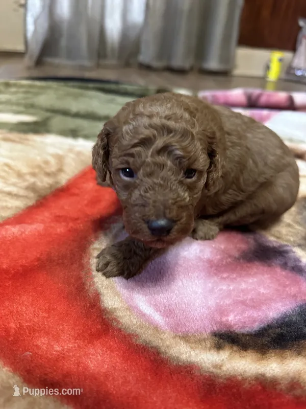 Rusty – Miniature Goldendoodle puppy for sale in Hickory, NC