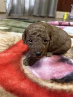 Rusty, a male Miniature Goldendoodle for sale in Hickory, NC – 1 of 4