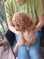 Rusty, a male Miniature Goldendoodle for sale in Hickory, NC – 3 of 3
