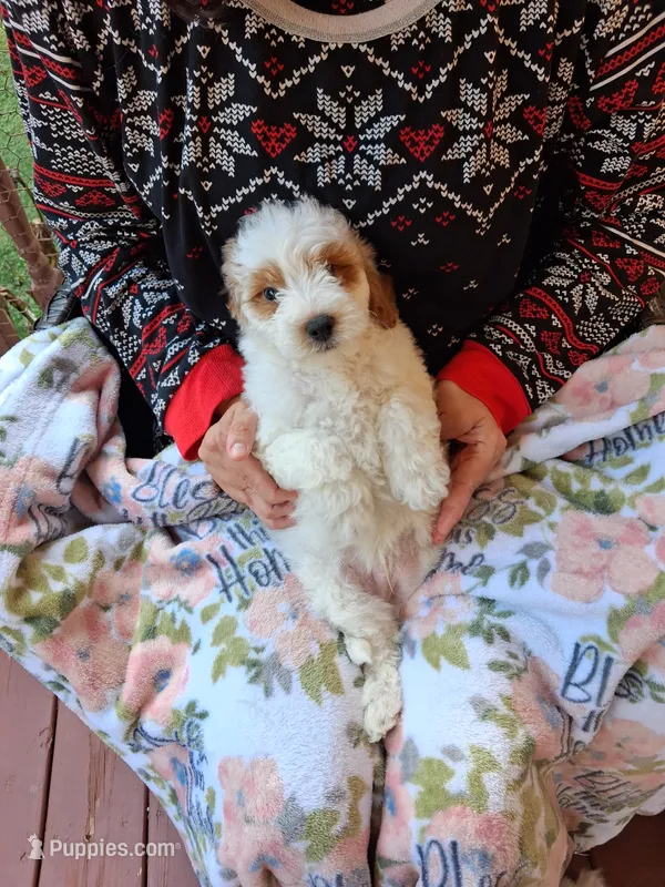 Aaron  – Miniature Goldendoodle puppy for sale in Hickory, NC
