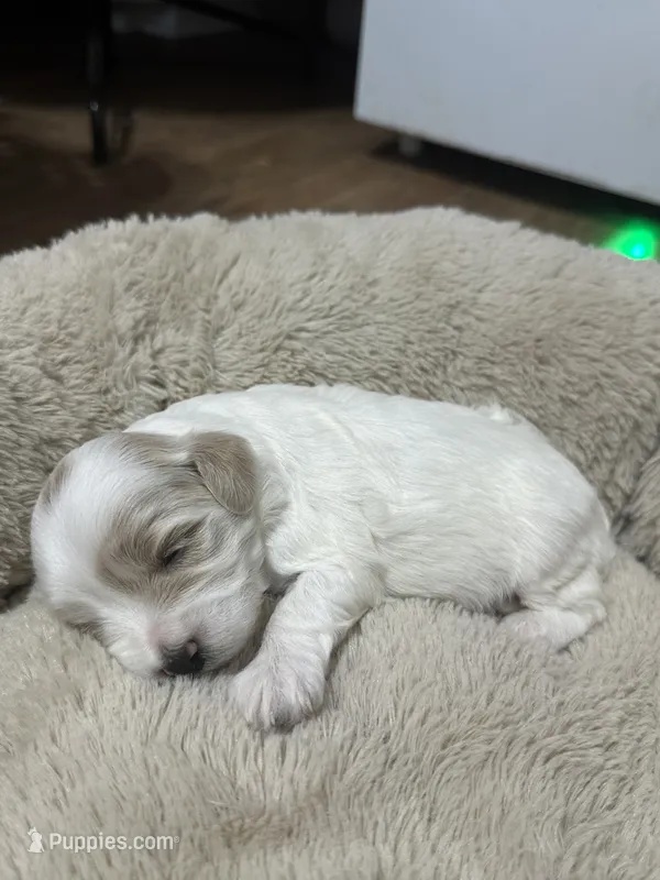 Pippa – Miniature Goldendoodle puppy for sale in Hickory, NC