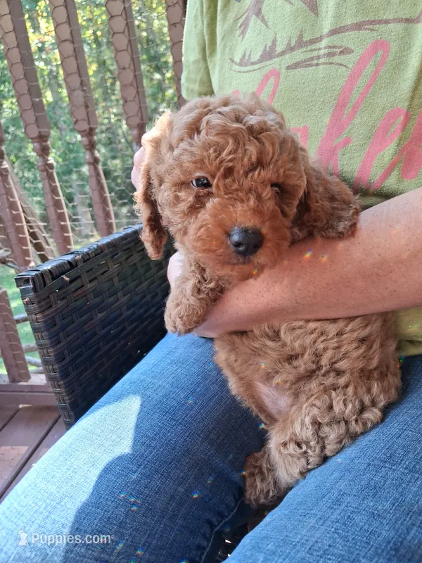 Ashlee  – Miniature Goldendoodle puppy for sale in Hickory, NC
