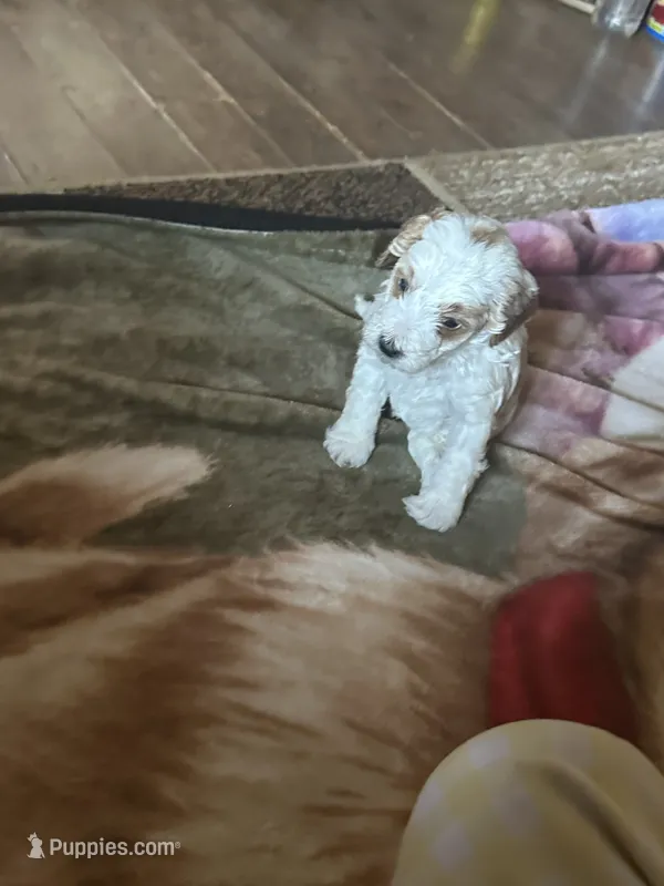 Aaron – Miniature Goldendoodle puppy for sale in Hickory, NC