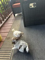 River, a male Miniature Goldendoodle for sale in Hickory, NC – 2 of 2