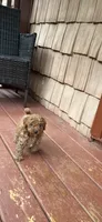 Rover , a male Miniature Goldendoodle for sale in Hickory, NC – 2 of 3