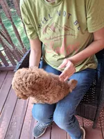 Ashlee , a male Miniature Goldendoodle for sale in Hickory, NC – 3 of 3