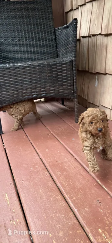 Rover  – Miniature Goldendoodle puppy for sale in Hickory, NC