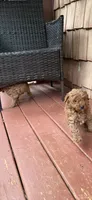 Rover , a male Miniature Goldendoodle for sale in Hickory, NC – 1 of 3