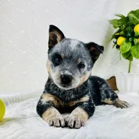 processed/648a52e0-5251-41cb-838c-03651bbcc746/facility/f35579f2-73d3-4514-a3cd-42cc0582681a