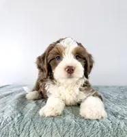 Bob, a male Miniature Bernedoodle for sale in Indianapolis, IN – 4 of 4