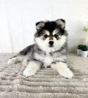Frost, a male Pomsky for sale in Indianapolis, IN – 1 of 5