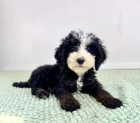 Casper, a male Miniature Bernedoodle for sale in Indianapolis, IN – 3 of 6