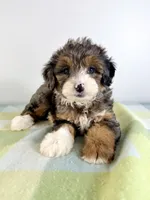 Rex, a male Miniature Bernedoodle for sale in Indianapolis, IN – 3 of 5