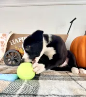 Oakley, a male Border Collie for sale in Indianapolis, IN – 6 of 6