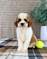 Dory, a female Cavapoo for sale in Indianapolis, IN – 6 of 6