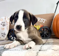 Cinnamon, a female Border Collie for sale in Indianapolis, IN – 2 of 5
