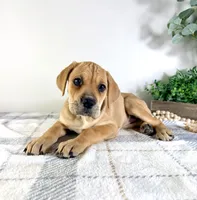 Nova, a female Cane Corso for sale in Indianapolis, IN – Photo 2 of 4