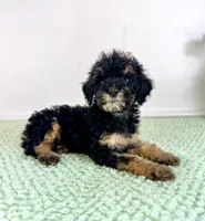 Sabrina, a female Miniature Bernedoodle for sale in Indianapolis, IN – 2 of 5