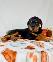 Duke, a female Rottweiler for sale in Indianapolis, IN – 6 of 6