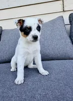 Dot, a female Australian Cattle Dog for sale in Indianapolis, IN – Photo 4 of 4