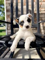 Dot, a female Australian Cattle Dog for sale in Indianapolis, IN – Photo 2 of 4