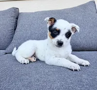 Dot, a female Australian Cattle Dog for sale in Indianapolis, IN – Photo 3 of 4