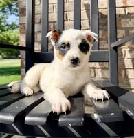 Dot, a female Australian Cattle Dog for sale in Indianapolis, IN – Photo 1 of 4