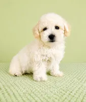 Bo , a male Bichon Frise for sale in Indianapolis, IN – 3 of 5