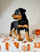 Queenie , a female Rottweiler for sale in Indianapolis, IN – 6 of 7