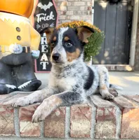Boone, a male Australian Cattle Dog for sale in Indianapolis, IN – 4 of 5