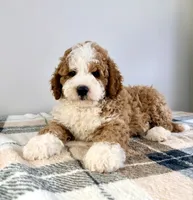Kevin, a male Miniature Bernedoodle for sale in Indianapolis, IN – 4 of 5