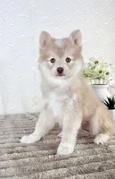 Wolfe, a male Pomsky for sale in Indianapolis, IN – 5 of 6