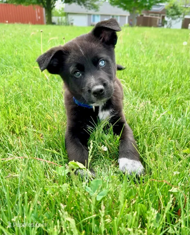 Blue – Australian Cattle Dog, German Shepherd Dog puppy for sale in Indianapolis, IN