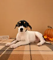 Dixie, a female Rat Terrier and Doberman Pinscher for sale in Indianapolis, IN – 4 of 4