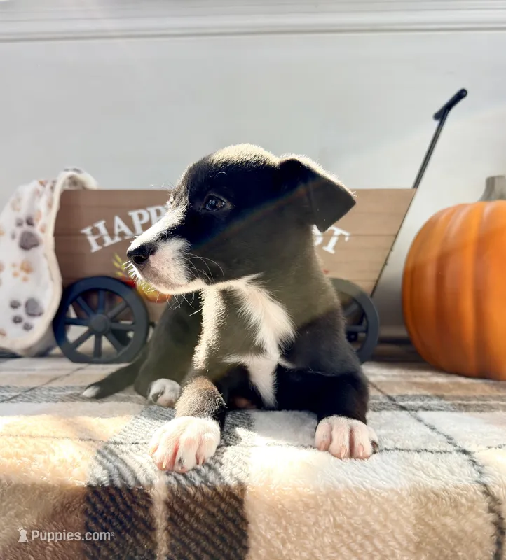 Maple – Border Collie puppy for sale in Indianapolis, IN