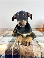 Prince, a male Doberman Pinscher for sale in Indianapolis, IN – 4 of 5