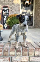 Cash, a male Australian Cattle Dog for sale in Indianapolis, IN – 4 of 5