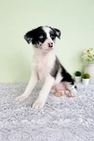 River, a male Australian Cattle Dog and Australian Shepherd for sale in Indianapolis, IN – 3 of 5