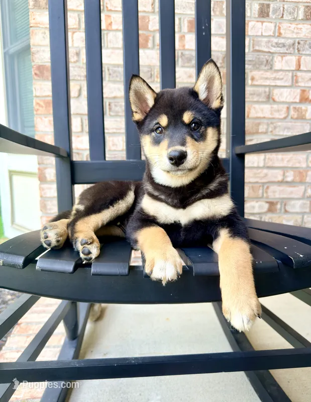 Shang – Shiba Inu puppy for sale in Indianapolis, IN