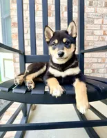 Shang, a male Shiba Inu for sale in Indianapolis, IN – 1 of 6