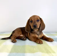 Olive, a female Pembroke Welsh Corgi and Miniature Dachshund for sale in Indianapolis, IN – 2 of 6