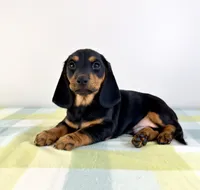 Ozzy, a male Pembroke Welsh Corgi and Miniature Dachshund for sale in Indianapolis, IN – 1 of 4