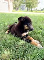 Thor, a male Australian Cattle Dog and German Shepherd Dog for sale in Indianapolis, IN – 5 of 5
