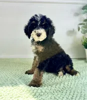 Winnie, a female Miniature Bernedoodle for sale in Indianapolis, IN – 5 of 6