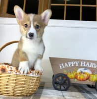 CKC Rio, a male Pembroke Welsh Corgi for sale in Indianapolis, IN – 3 of 5
