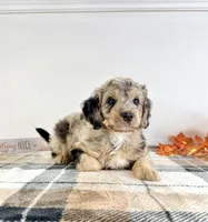 Draco, a male Miniature Bernedoodle for sale in Indianapolis, IN – 2 of 5