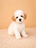 Peaches, a female Cavapoo for sale in Indianapolis, IN – 4 of 5