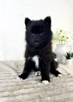 Pepper, a male Pomsky for sale in Indianapolis, IN – 4 of 5