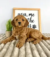 Ginger, a female Miniature Goldendoodle for sale in Indianapolis, IN – Photo 2 of 5